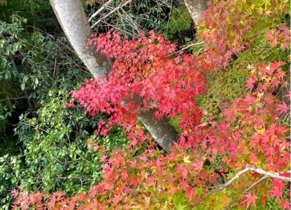 飯高の秋の景色