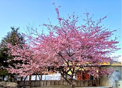 飯高の春の景色